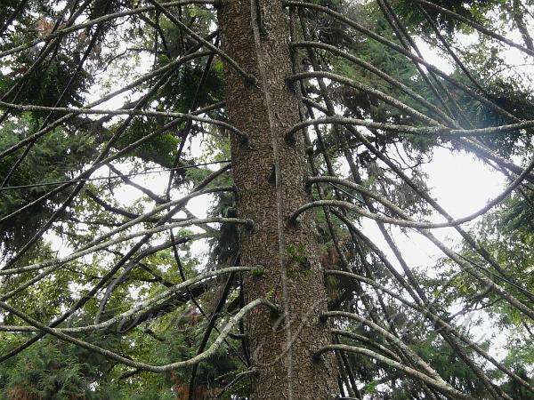 Parana Pine